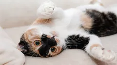 Varför katten visar magen: zoologer har tolkat alla signaler från ditt husdjur