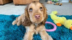 De här hundarna kommer alltid att vara trogna och tillgivna: en zoolog nämner fem unika raser